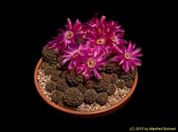 Sulcorebutia callichroma v. callichroma HS78 3316